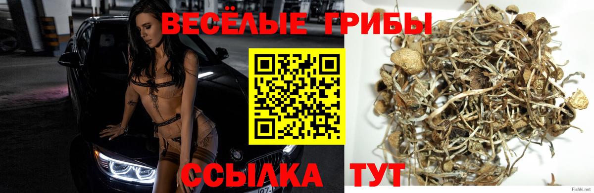 Псилоцибиновые грибы GOLDEN TEACHER Тольятти